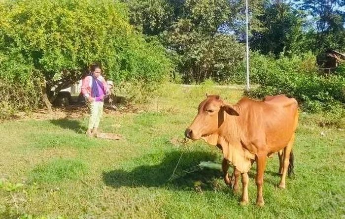 Bà Mang Thị Lãnh chăm sóc bò