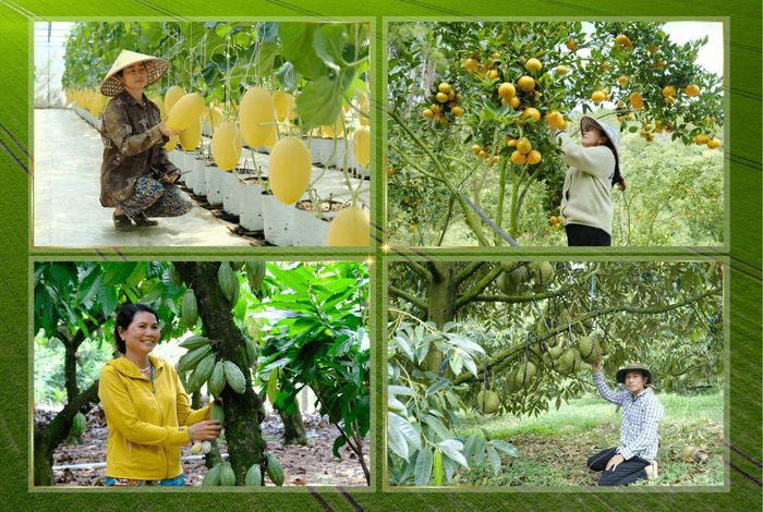 Các mô hình sản xuất nông nghiệp công nghệ cao với quy mô lớn, ứng dụng khoa học - công nghệ sâu rộng và chuỗi giá trị ngày càng hoàn thiện