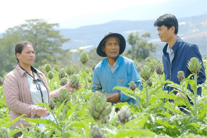 Mô hình liên kết trồng và tiêu thụ sản phẩm atiso giữa người dân và doanh nghiệp tại xã Lạc Dương đang mang lại hiệu quả kinh tế cao cho người dân (Ảnh: Hoàng Sa)