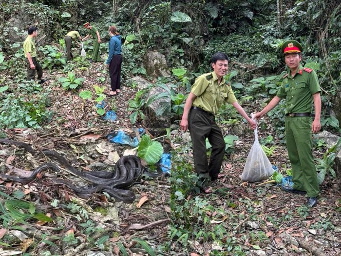 Cá thể rắn hổ mang chúa được lực lượng chức năng thả về môi trường tự nhiên.