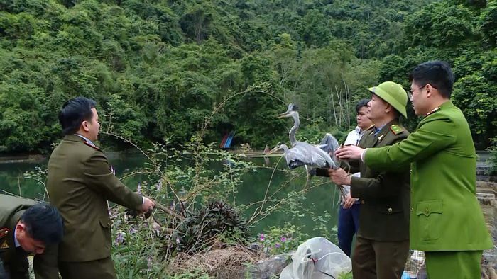 Thả các cá thể chim hoang dã về môi trường thiên nhiên.