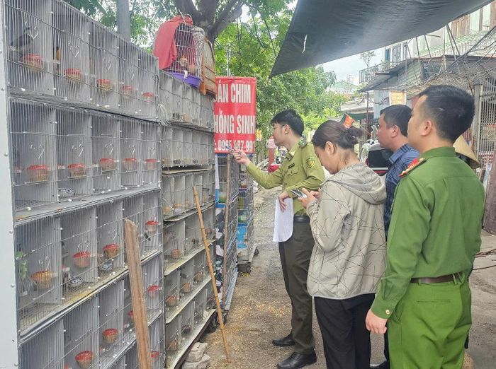 Kiểm tra cửa hàng chim cảnh tại thành phố Hải Phòng.