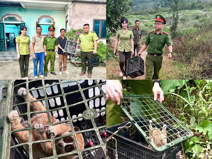 Nhanh chóng phối hợp thả cá thể Culi mẹ nuôi con về môi trường tự nhiên.
