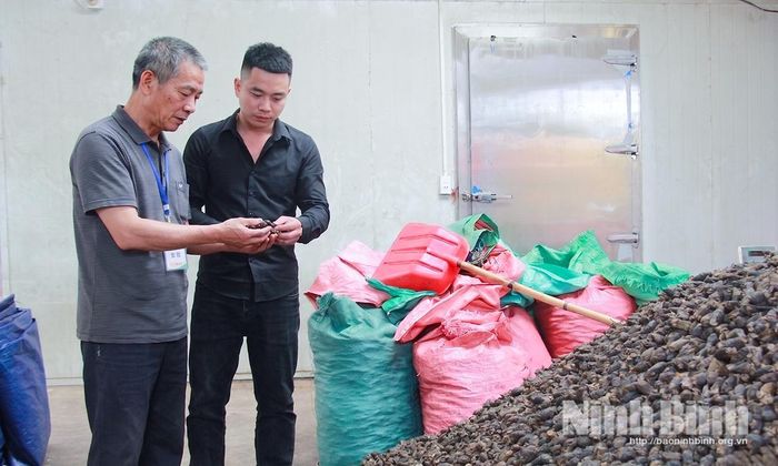 Khách hàng trực tiếp đến cơ sở kiểm tra chất lượng và thu mua cau sấy thành phẩm. Ảnh: Viết Dư
