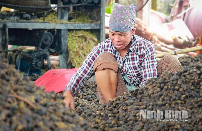 Công đoạn phân loại cau sấy thành phẩm. Ảnh: Viết Dư
