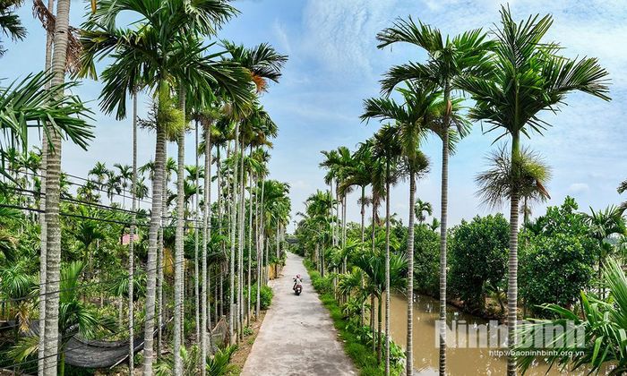 Tuyến đường giao thông nông thôn rợp bóng cau xanh mát ở xã Hải Anh. Ảnh: Viết Dư