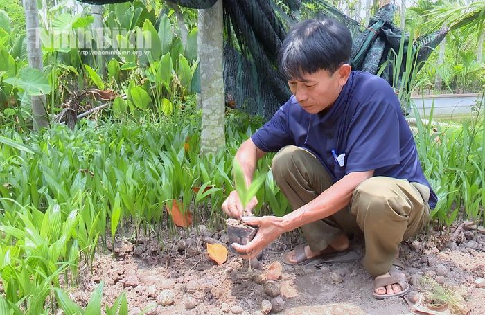 Nguồn giống tốt quyết định năng suất và chất lượng thương phẩm cau Hải Anh. Ảnh: Viết Dư