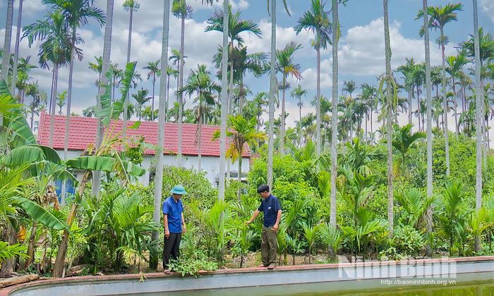Tận dụng tối đa diện tích đất vườn, bà con nông dân kết hợp ươm cây giống ngay dưới tán cau trưởng thành. Ảnh: Viết Dư