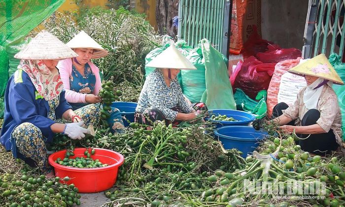 Công đoạn sơ chế cau tươi. Quả cau được lựa chọn kỹ lưỡng. Ảnh: Viết Dư