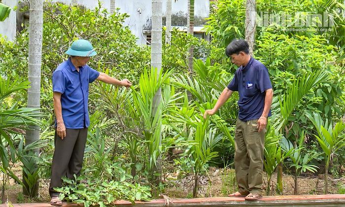 Các hộ dân trao đổi kinh nghiệm, đánh giá sự sinh trưởng của cây giống. Ảnh: Viết Dư