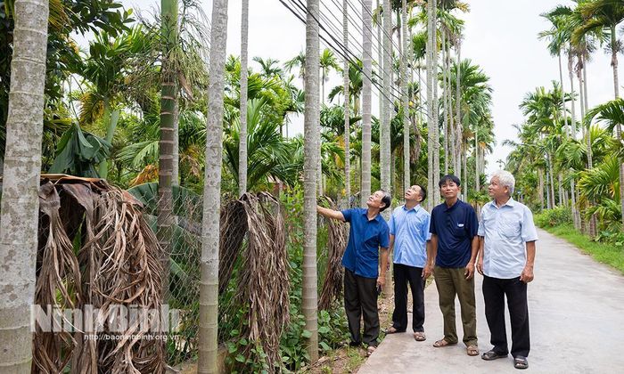 Không chỉ đem lại giá trị kinh tế, những hàng cau còn kiến tạo cảnh quan nông thôn mới xanh, sạch, đẹp ở làng quê xã Hải Anh. Ảnh: Viết Dư