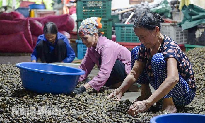 Khâu chế biến cau tạo việc làm thường xuyên, tăng thu nhập cho nhiều lao động nông thôn. Ảnh: Viết Dư