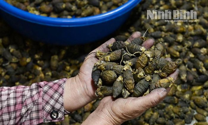 Trái cau sau khi sấy giữ nguyên dưỡng chất, mẫu mã đẹp, mang lại giá trị kinh tế cao. Ảnh: Viết Dư