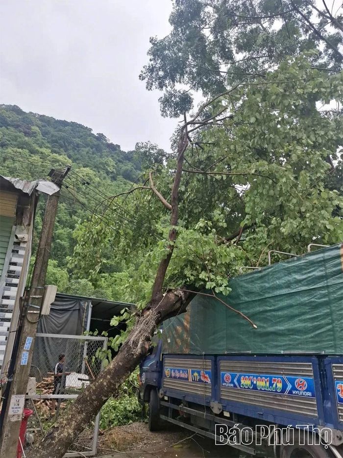 Cây xanh gãy đổ gây ảnh hưởng đến hệ thống lưới điện.