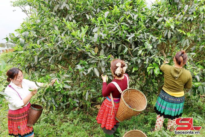 Nhân dân bản Suối Khang thu hoạch chè Shan tuyết cổ thụ.