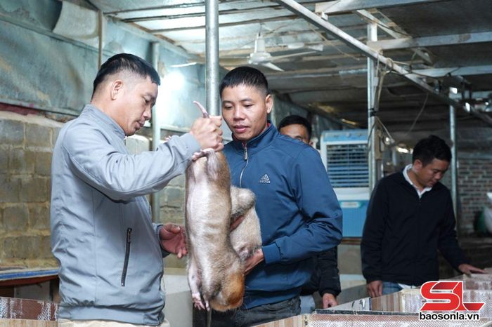 Nông dân xã Mường Khiêng trao đổi kinh nghiệm nuôi dúi thịt.