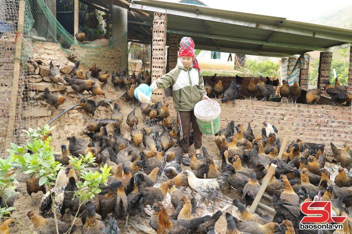 Mô hình nuôi gà đen của HTX nông nghiệp sinh thái E-Farm, xã Long Hẹ.
