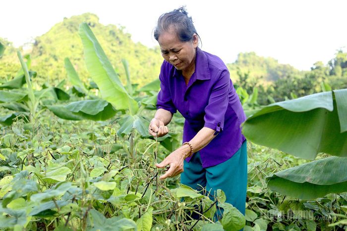 Bà Nguyễn Thị Hiếu, thôn Soi Tiên cho biết, cây đỗ là cây ngắn ngày và có lợi ích kép cùng chuối tiêu hồng.