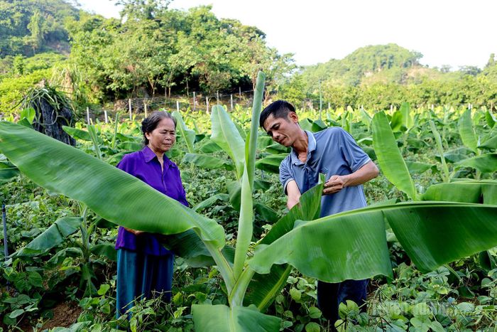 Toàn bộ chuối đều được cắt tỉa để đảm bảo chiều cao ra trái theo kỹ thuật.
