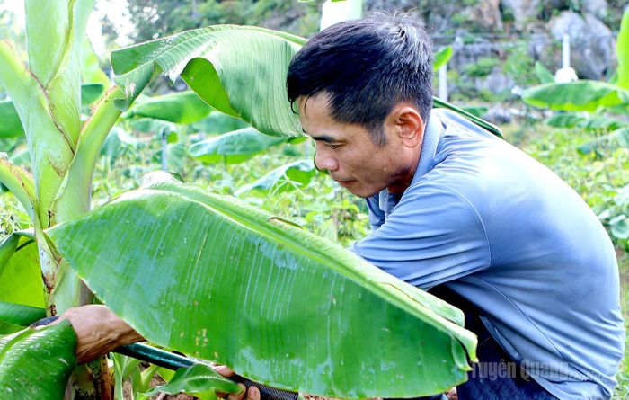 Anh Nguyễn Xuân Kiên kiểm tra sự sinh trưởng của chuối hàng ngày.