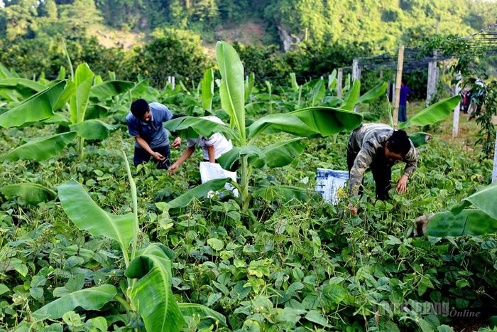 Dưới tán chuối, anh Kiên trồng lạc và đỗ, khi hết chu kỳ, lạc đỗ sẽ thành phân bón hữu cơ rất tốt cho chuối tiêu hồng.