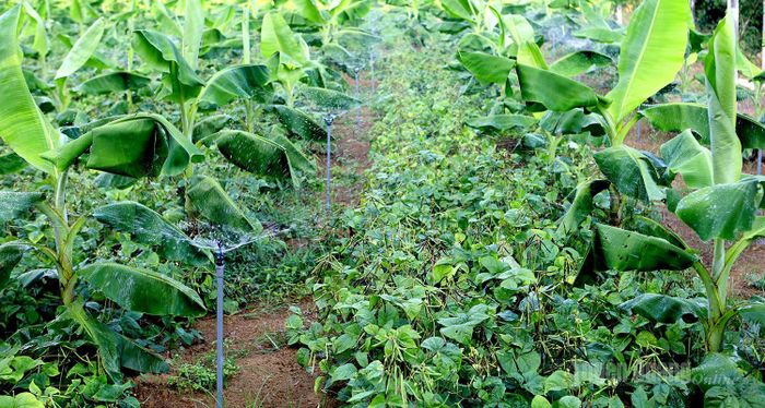 Toàn bộ được sử dụng hệ thống tưới tự động theo từng phân khu.
