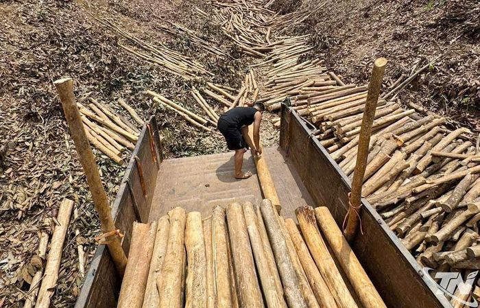  Người dân xã Chợ Mới khai thác gỗ rừng trồng. 