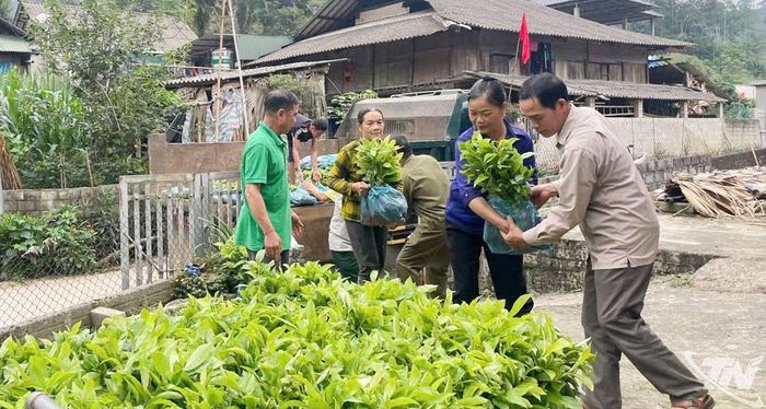 Người dân tích cực trồng rừng, tạo nguồn nguyên liệu phục vụ phát triển lâm nghiệp bền vững.