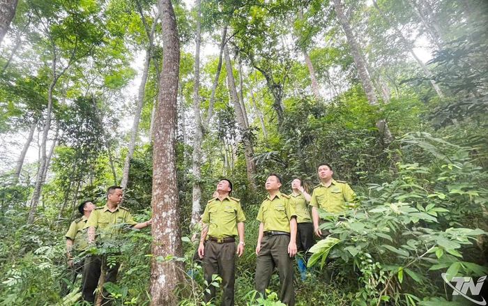 Lực lượng Kiểm lâm tỉnh kiểm tra, xác định hiện trạng, trữ lượng và khả năng lưu trữ carbon của các khu rừng trên địa bàn.