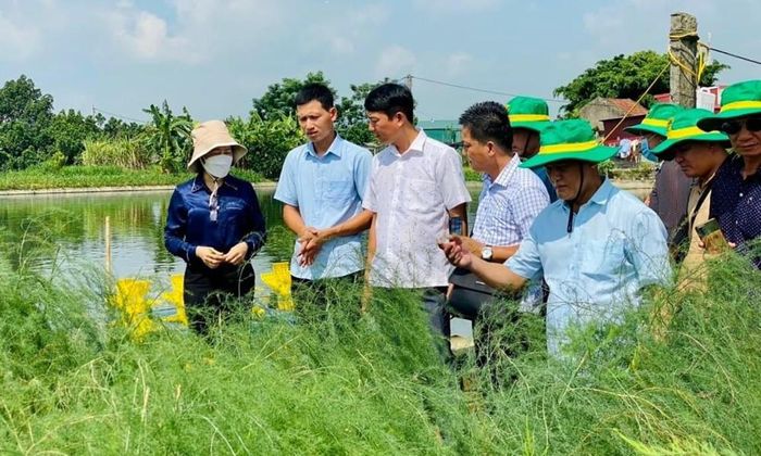 Bắc Ninh phát triển mô hình chi, tổ hội nông dân nghề nghiệp liên kết nông dân, tạo vùng sản xuất hàng hóa (ảnh: Thanh Ngân)