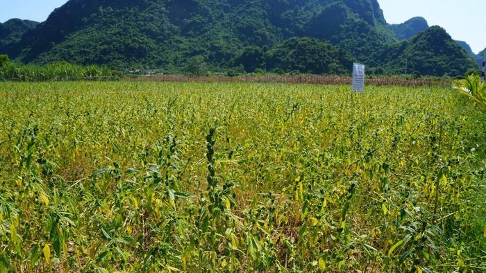  Kết quả bước đầu cho thấy nhiều dòng, giống vừng có khả năng sinh trưởng, phát triển tốt 