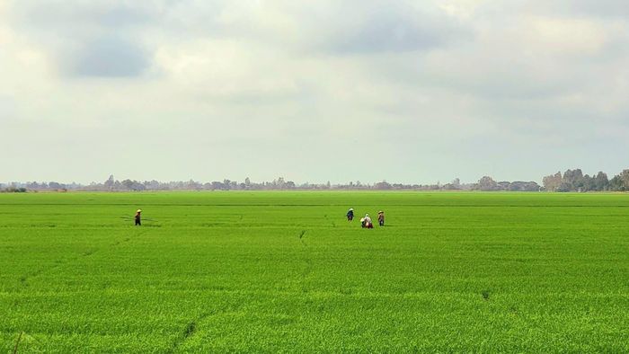 Kiểm soát mặn bảo vệ sản xuất vụ Hè Thu.