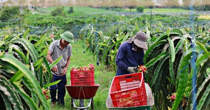 Mã số vùng trồng và sở hữu trí tuệ là cơ sở vững chắc để HTX xuất khẩu.
