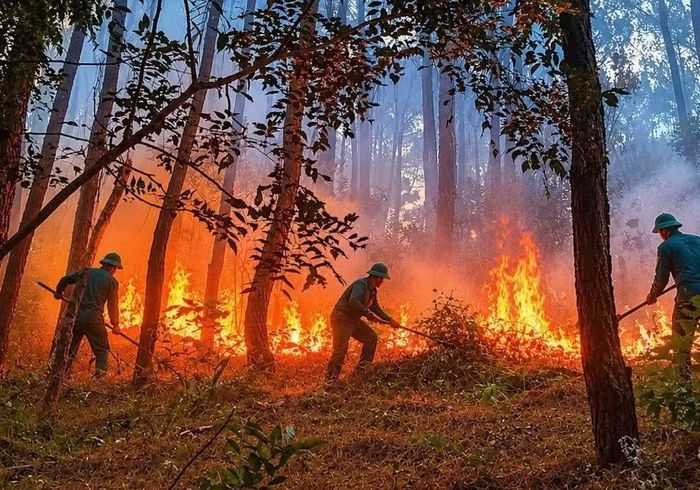 Lực lượng các đơn vị nỗ lực dập tắt vụ cháy rừng thông trên núi Tam Thai.