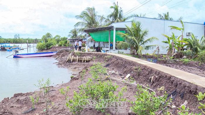  Chỉ sau 4 lần sạt lở trong 2 năm, thềm nhà ông Nguyễn Văn Phòng (ấp Xóm Tắc, xã Tân Thuận) giờ chỉ còn cách bờ sông đúng 2 m đất.