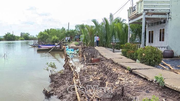  Người dân ấp Tân Thành Lập, xã Tân Thuận, chủ động dùng cừ tràm để gia cố những đoạn sạt lở trước nhà.