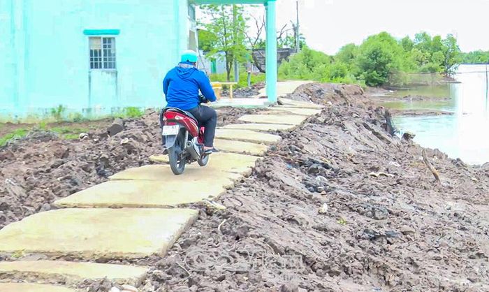  Con lộ liên ấp Xóm Tắc, xã Tân Thuận bị sạt lở, được lót vội bằng những tấm đal bê tông làm đường tạm cho người dân đi lại.