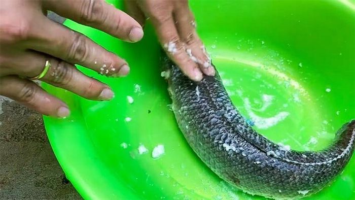 Xoa một lớp muối mỏng lên cá. Ảnh minh họa