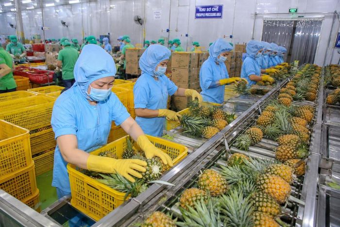  Đầu tư công nghệ chế biến và bảo quản sau thu hoạch là một trong những giải pháp trọng tâm được Đồng Tháp triển khai nhằm thúc đẩy xuất khẩu nông sản năm 2026. Ảnh: minh họa 