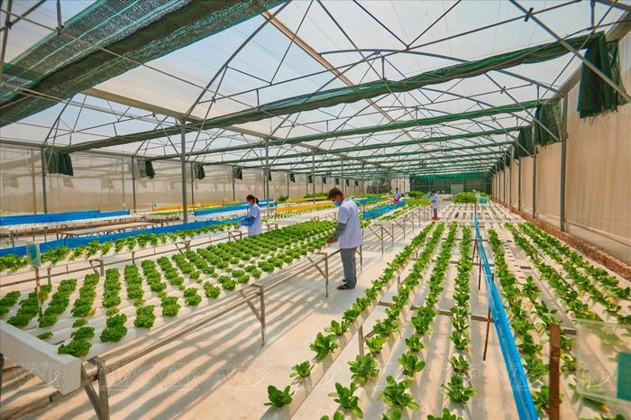 Quy hoạch định hướng phát triển các mô hình nông nghiệp sinh thái, nông nghiệp hữu cơ, nông nghiệp tuần hoàn, gắn với chế biến, logistics nông sản và chuyển đổi số nông thôn.