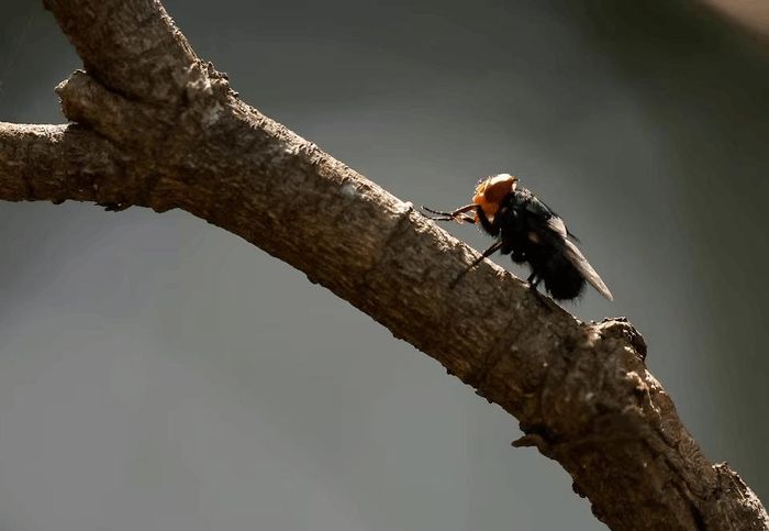 Giun xoắn “Tân Thế giới” thực chất là ấu trùng của một loài ruồi ký sinh. Ảnh: Reuters