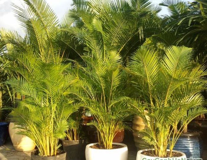 Cây cau vàng là một trong những lựa chọn dễ chăm sóc và phát triển cao lớn, làm cho nó trở thành một lựa chọn lý tưởng để làm cây cảnh ban công.