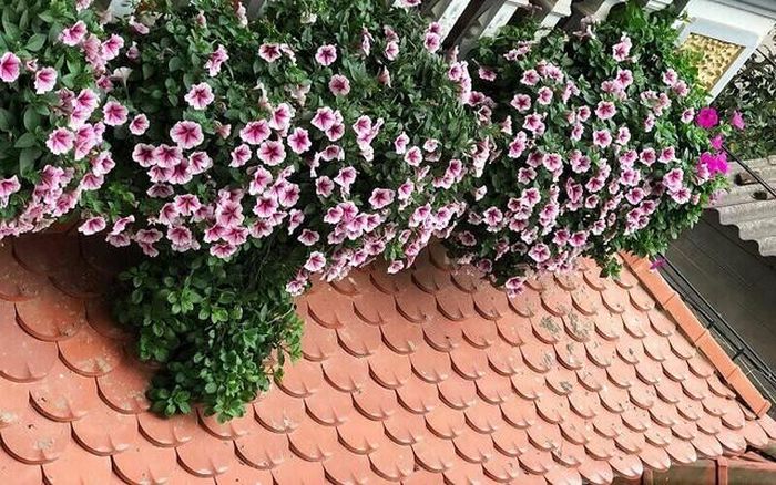 Dạ yến thảo là một lựa chọn hoàn hảo làm cây cảnh ban công, chịu được ánh nắng mạnh, dễ chăm sóc và làm đẹp không gian ngoài trời.