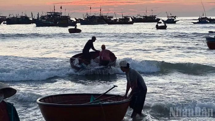 Những chiếc thúng cập bờ trong ánh sáng mờ sương, bắt đầu một phiên chợ cá tấp nập trên bãi biển Tam Tiến.