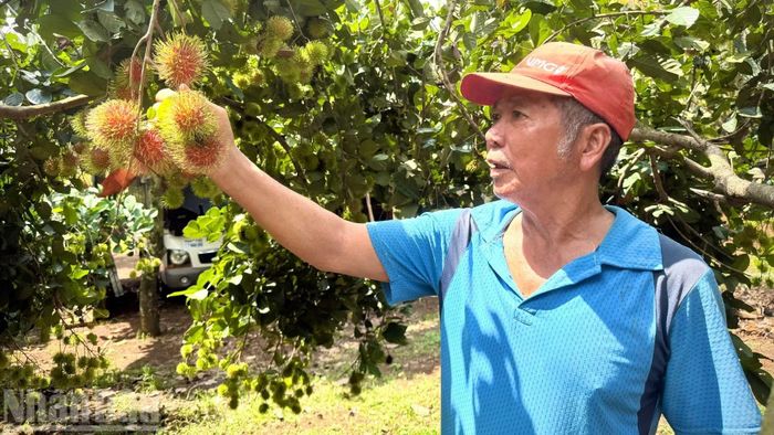 Những quả chôm chôm vườn ông Huỳnh Kim Hải bắt đầu chín.
