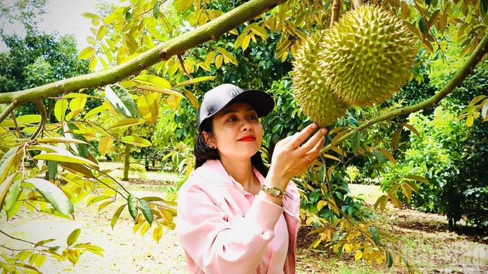 Sầu riêng Bình Lộc lâu nay được xem ngon nức tiếng ở khu vực phía nam.