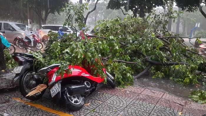 Nhánh cây rơi đè trúng xe máy của người dân đỗ trên vỉa hè.