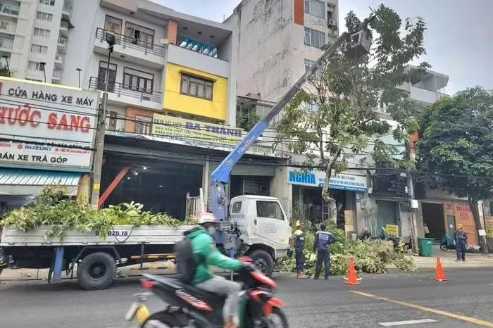 Công nhân Công ty Công viên cây xanh Thành phố Hồ Chí Minh tỉa cây trước mùa mưa. (Ảnh: Quang Phương)