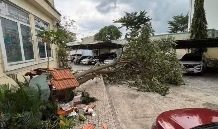 Một cây xanh bật gốc trong khuôn viên một trụ sở. (Ảnh: Nguyễn Dũng)