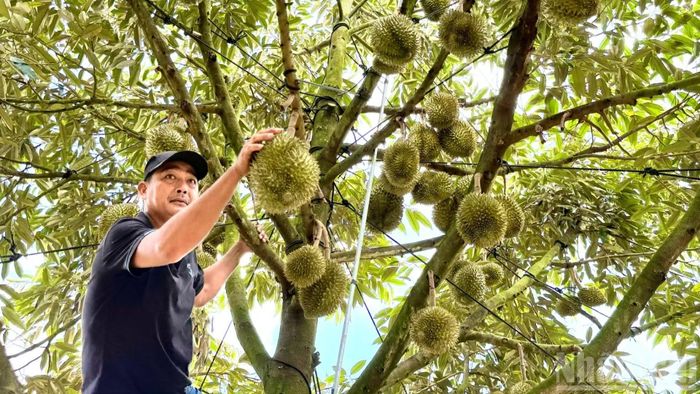 Thời tiết thuận lợi, cây sầu riêng năm nay ở thành phố Đồng Nai hứa hẹn cho năng suất cao.